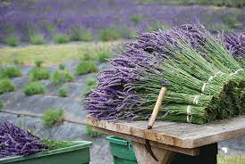 Purple Reign The Joy Value Of Growing Lavender Hobby Farms