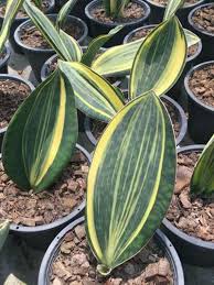 The most common sansevieria whale fin material is paper. 180 Sansevieria Ideas Sansevieria Sansevieria Plant Snake Plant