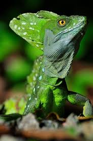 Selva Verde Costa Rica Rainforest Lodge Rainforest Animals Green Iguana Animals