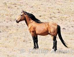 See more ideas about beautiful horses, horses, wild horses. Goliath 3 Buckskin Mustang Stallion 8 5 X 11 Mustang Horse Pretty Horses Horses