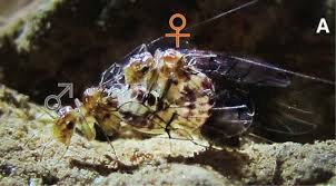 Image result for how to insert male organ into female organ