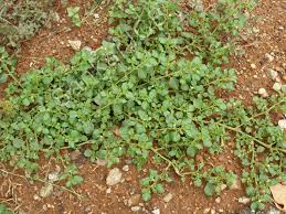 Image result for Trianthema