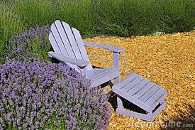 Adirondack Chair In Lavender Field Best Part Is That This Is A No Mow Vista