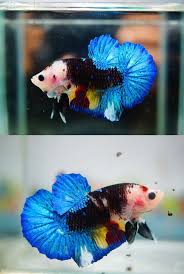 Fwbettashmp1468797601 Amazing Fancy Betta Fish Tank Betta Betta Fish