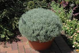 Image result for Helichrysum lastii