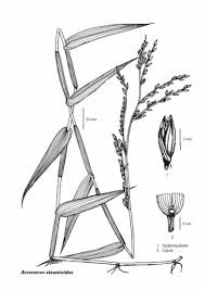 Image result for Acroceras zizanioides