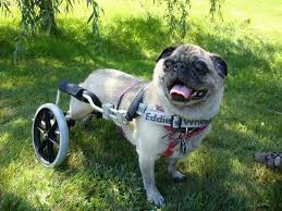 Information and reviews there was a day when, if a dog couldn't walk, it meant the end of his or her life. How To Make A Dog Wheelchair A Complete Guide To A Useful Diy Project