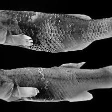 Image result for Orestias