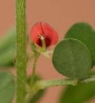 Image result for Indigofera demissa