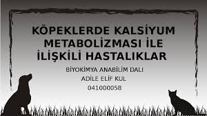 Ppt Kopeklerde Kalsiyum Metabolizmasi Ile Iliskili Hastaliklar Sebahat Szk Academia Edu