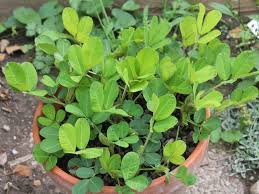 Erdnusspflanze Erdnusse Anbauen Pflanzen Garten Bepflanzen Gruner Garten