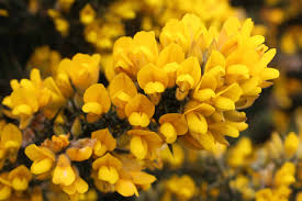 We did not find results for: 6 Flowers That Start With U List Of Flower Names U