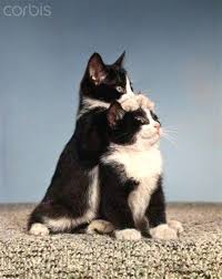 Black And White Tuxedo Cat 1960s Two Black And White Tuxedo Cat Kittens In Funny Pose Animals And Pets Difference Between Dementia Animal Cute Baby Animals Cute Cats Beautiful Cats
