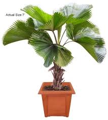At the top of the list is dark amber honey made from the palm's sweet edible flowers. Pin On Buy Rare And Exotic Palm And Plants Seeds From Around The World