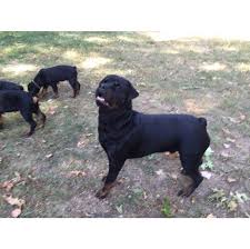 For more info and pics text only at: Brickman Rottweilers Home Facebook