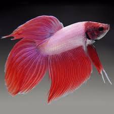 Live Betta Fish Male Lovely Pink Veiltail Betta Fish Betta Fish