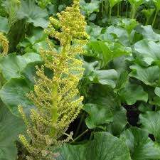 Image result for Gunnera perpensa