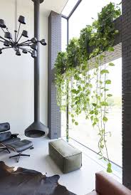 Epingle Sur Horticash Le Scindapsus Plante Du Mois D Aout