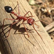 Black And Yellow Centipede North Carolina 21 Scariest Animals In Australia My Dot Comrade Page 4 Scary Animals Australia Animals Animals