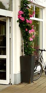 Even in stockton, where it doesn't usually freeze. How To Grow And Care For Mandevilla Especially On Mandevilla Cultivation