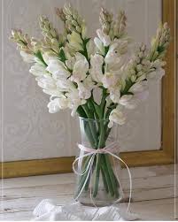 Jual bunga mawar, lily casablanca, sedap malam, krisan, carnation dan anggrek. Harum Sundal Malam Jenis Bunga My Mini Nursery Ayu Idayu Facebook