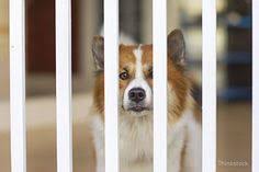 2988 jamacha road, el cajon, ca 92019. 29 East Village Green Animal Hospital Ideas Animal Hospital East Village Pets