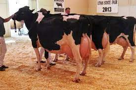 Pentru cantitati mari asiguram transport contra cost. Rasa Holstein Regina Vacilor De Lapte Care Sunt Regulile De Aur Pentru A ObÈ›ine ProducÈ›ii Record De Lapte