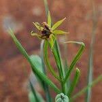 Image result for Iphigenia pauciflora