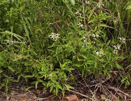 Image result for Ocimum filamentosum
