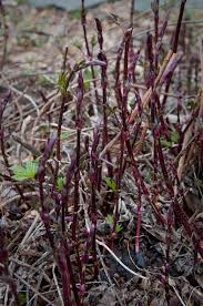 Use them in commercial designs under lifetime, perpetual & worldwide rights. Hop Shoots Picking Preparing The Gardener S Pantry
