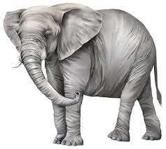 Elephant Png Clipart Elephant Clip Art Elephants Photos Elephant