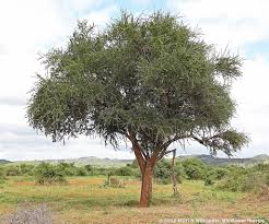 Image result for Boscia albitrunca