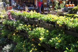 Maybe you would like to learn more about one of these? Green Acre 75 Make Way For The Winter Garden My Little Bird
