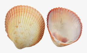 Use the ¾ tongue & groove sunflower for the base and ¼ plywood to make the upper lip. Speckled Cockle Shells For Crafts Baltic Clam Transparent Png 1100x1100 Free Download On Nicepng