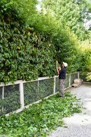 Image result for hornbeam hedge in winter