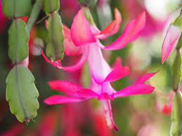 Whatever the occasion, our evergreen collection of colorful stems, blossoming plants, and fragrant arrangements have warmed hearts all across the country. Christmas Cactus Care Garden Design