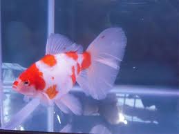 Goldfish Not Commonly Seen Red And White Bristol Aquarium Fish Goldfish Golden Fish