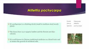 Image result for Millettia bussei
