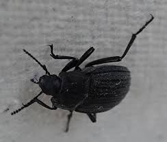 Image result for Erythrocephalum