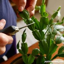Image result for cactus cuttings