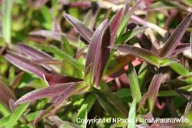 Image result for Cyanotis