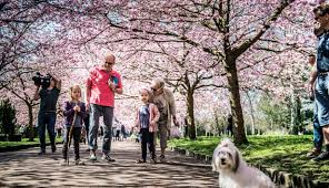 As is musim bunga in english? Foto Cantiknya Penampakan Bunga Sakura Di Kopenhagen Global Liputan6 Com