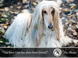 They are sweet, resembling a mop in many ways, with very funky hair that resembles dreadlocks. What Is The Best Way To Take Care Of A Dog With Long Hair