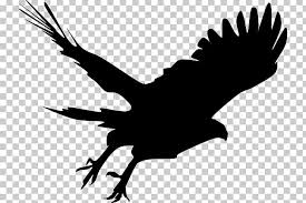 See more ideas about eagle silhouette, eagle, eagle pictures. Bald Eagle Silhouette Hawk Png Clipart Accipiter Animals Bald Eagle Beak Bird Free Png Download