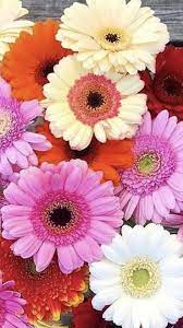 Gerbera Wholesale Flowers Gerbera Flower Flowers