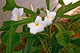 Philippine Trees And Garden Flowers Plumeria Pudica Plumeria Flowers Garden Trees