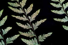 Image result for Pityrogramma