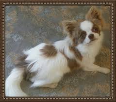 Black And Tan Long Haired Chihuahua For Sale Bgs Chihuahua Louisiana Chihuahuas For Sale Chihuahua Puppies For S Chihuahua Puppies Chihuahua For Sale Long Haired Chihuahua Puppies