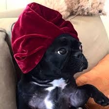Lady gaga's two french bulldogs have been found after they were stolen and her dog walker shot, people can confirm. Lady Gaga S Dog Has Her Own Instagram Account Now Animals Super Cute Animals Cute Funny Animals