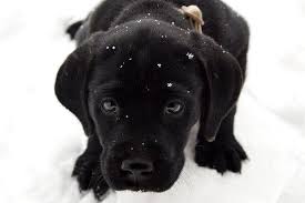 Black And Tan Labrador Puppy Pin By Kathy Gorbach On Great Stuff Snow Puppy Black Lab Puppies Lab Puppy